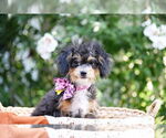 Small #2 Poodle (Toy)