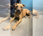 TESSIE - Female Staffordshire Bull Terrier-Unknown Mix Dog for Adoption - Small photo