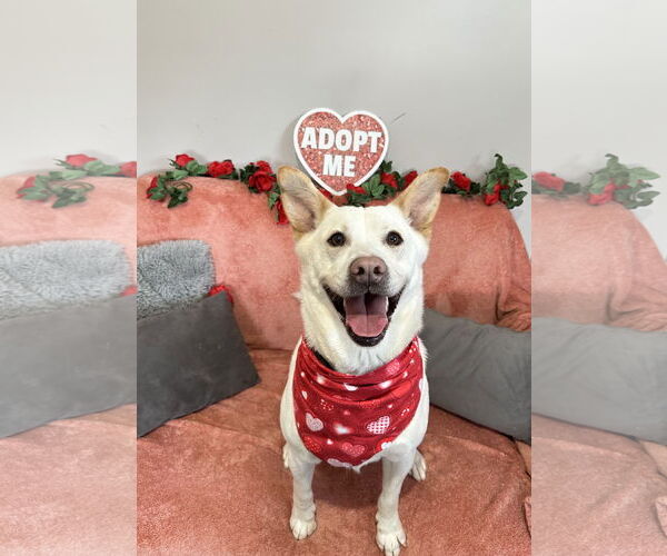 Medium Photo #4 Unknown-white german shepherd Mix Puppy For Sale in Rockaway, NJ, USA