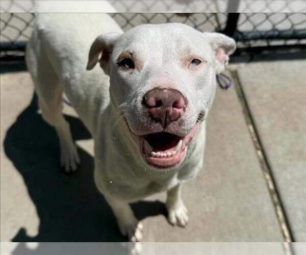 Medium Photo #1 Mutt Puppy For Sale in Tulsa, OK, USA