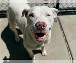 Mutt Dogs for adoption in Tulsa, OK, USA