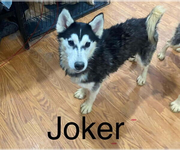 Medium Photo #1 Gerberian Shepsky Puppy For Sale in Aurora, IN, USA