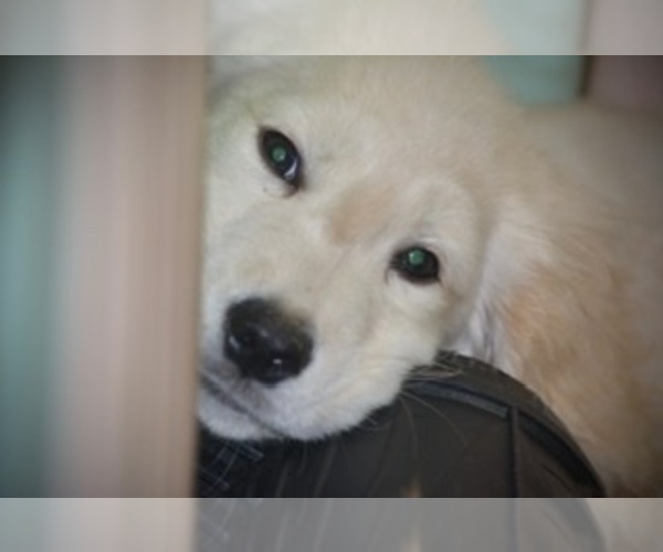 Medium Photo #8 Golden Retriever Puppy For Sale in JERSEY CITY, NJ, USA