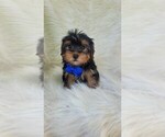 Small Yorkshire Terrier