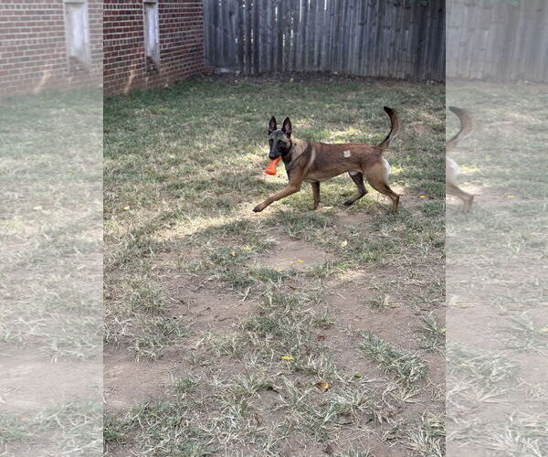 Medium Photo #10 Mutt Puppy For Sale in Stevens Point, WI, USA