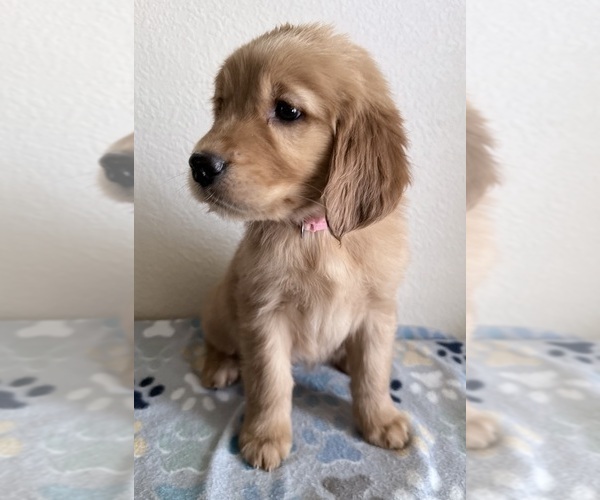 Medium Photo #1 Golden Retriever Puppy For Sale in PORTALES, NM, USA