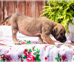 Small Photo #17 Mastiff Puppy For Sale in WAKARUSA, IN, USA