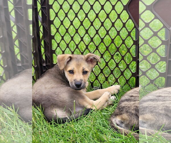 Medium Photo #1 Pomsky Puppy For Sale in New London, WI, USA