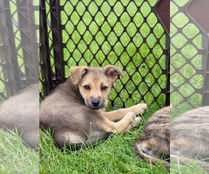 Pomsky Dogs for adoption in New London, WI, USA