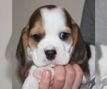Puppy Jackson Beagle