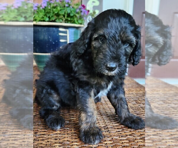 Medium Photo #3 Aussiedoodle Puppy For Sale in COLUMBIA, TN, USA