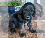 Small #2 Aussiedoodle