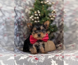 Yorkshire Terrier Puppy for sale in OXFORD, PA, USA
