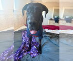 Small Photo #4 Great Dane Puppy For Sale in Bullard, TX, USA