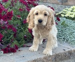 Small #3 Cocker Spaniel