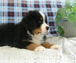 Small Photo #1 Bernese Mountain Dog Puppy For Sale in CLARE, MI, USA