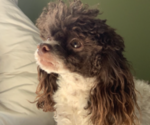 Small Photo #4 Poodle (Toy) Puppy For Sale in RICHMOND, IL, USA