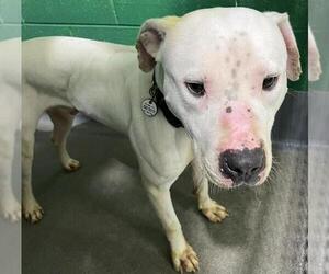 Dogo Argentino-Unknown Mix Dogs for adoption in Forestville, MD, USA