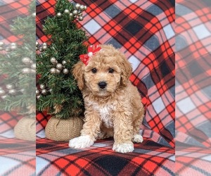 Miniature Labradoodle Puppy for sale in OXFORD, PA, USA