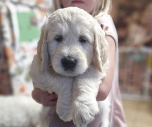English Cream Golden Retriever-Poodle (Standard) Mix Puppy for sale in COLLINS, IA, USA