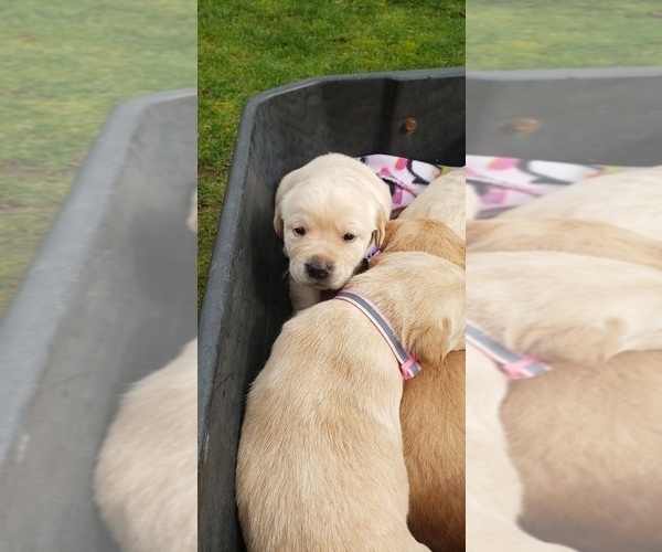 Medium Photo #6 Labrador Retriever Puppy For Sale in OLYMPIA, WA, USA