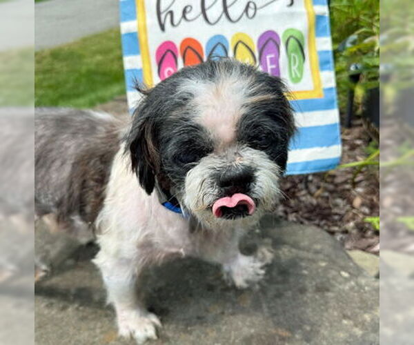 Medium Photo #4 Shih Tzu Puppy For Sale in Arlington, VA, USA