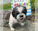 Small #3 Shih Tzu