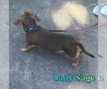 Small Photo #7 Dachshund Puppy For Sale in San Antonio, TX, USA