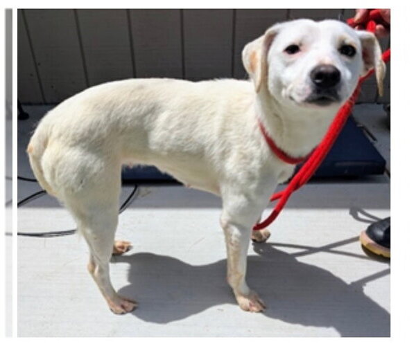 Medium Photo #1 Jack Russell Terrier-Unknown Mix Puppy For Sale in Greenbelt, MD, USA