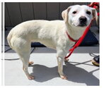 Small Jack Russell Terrier Mix