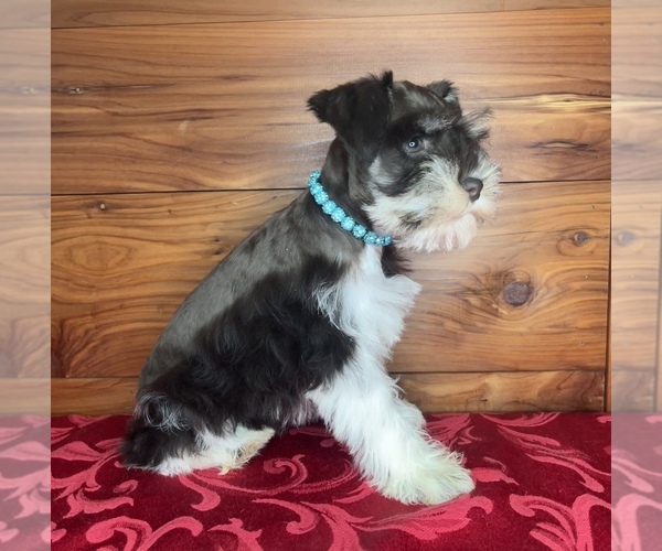 Medium Photo #5 Schnauzer (Miniature) Puppy For Sale in BIG CABIN, OK, USA