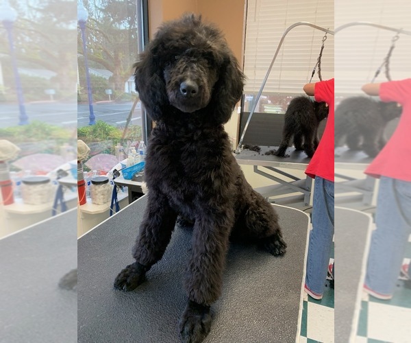 Medium Photo #3 Poodle (Standard) Puppy For Sale in WILSONVILLE, OR, USA