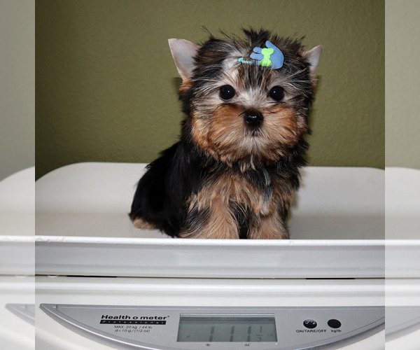 Medium Photo #5 Yorkshire Terrier Puppy For Sale in LOS ANGELES, CA, USA