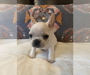 French Bulldog Puppy for sale in JOHNS ISLAND, SC, USA