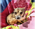 Small #1 Chiweenie