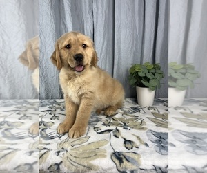 Golden Retriever Puppy for sale in GREENWOOD, IN, USA