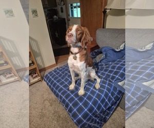 Brittany Dogs for adoption in Curwensville, PA, USA