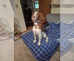 Small Brittany