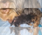 Small Photo #169 Yorkshire Terrier Puppy For Sale in AKRON, OH, USA