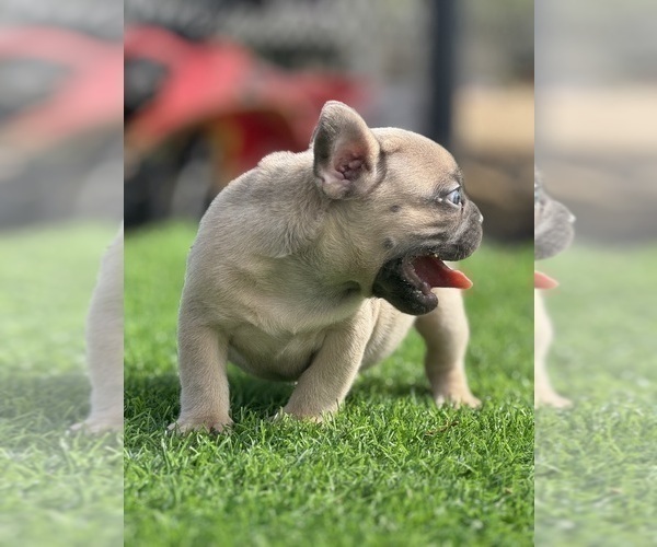 Medium Photo #20 French Bulldog Puppy For Sale in CARLSBAD, CA, USA