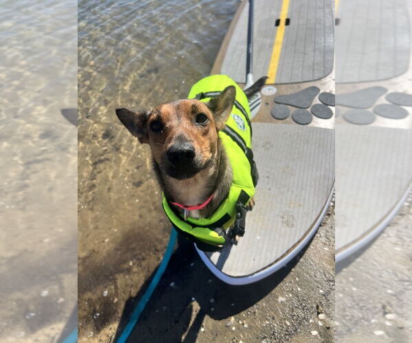 Medium Photo #3 German Pinscher-German Shepherd Dog Mix Puppy For Sale in San Diego , CA, USA