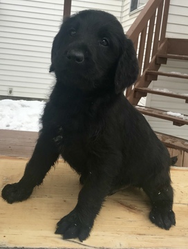 Medium Photo #1 Labradoodle Puppy For Sale in REXBURG, ID, USA