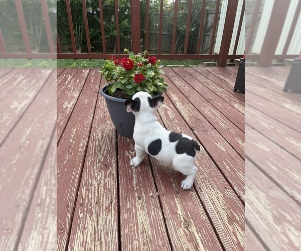 Medium Photo #52 French Bulldog Puppy For Sale in KANSAS CITY, MO, USA