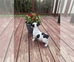 Small Photo #17 French Bulldog Puppy For Sale in KANSAS CITY, MO, USA