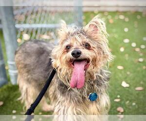 Mutt Dogs for adoption in Orlando, FL, USA
