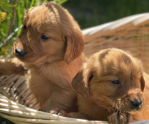 Golden Retriever Puppy for sale in SACRAMENTO, CA, USA