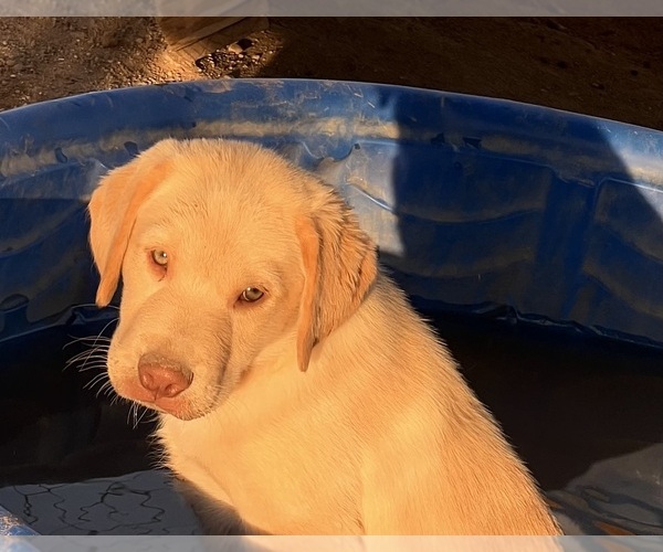Medium Photo #10 Golden Labrador Puppy For Sale in BUCKEYE, AZ, USA