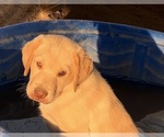 Small #9 Golden Labrador