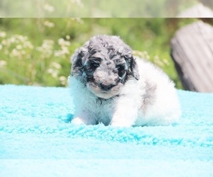 Poodle (Miniature) Puppy for sale in UNION CITY, TN, USA