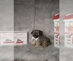 Small Photo #2 Poodle (Miniature)-Shorkie Tzu Mix Puppy For Sale in INDIANAPOLIS, IN, USA